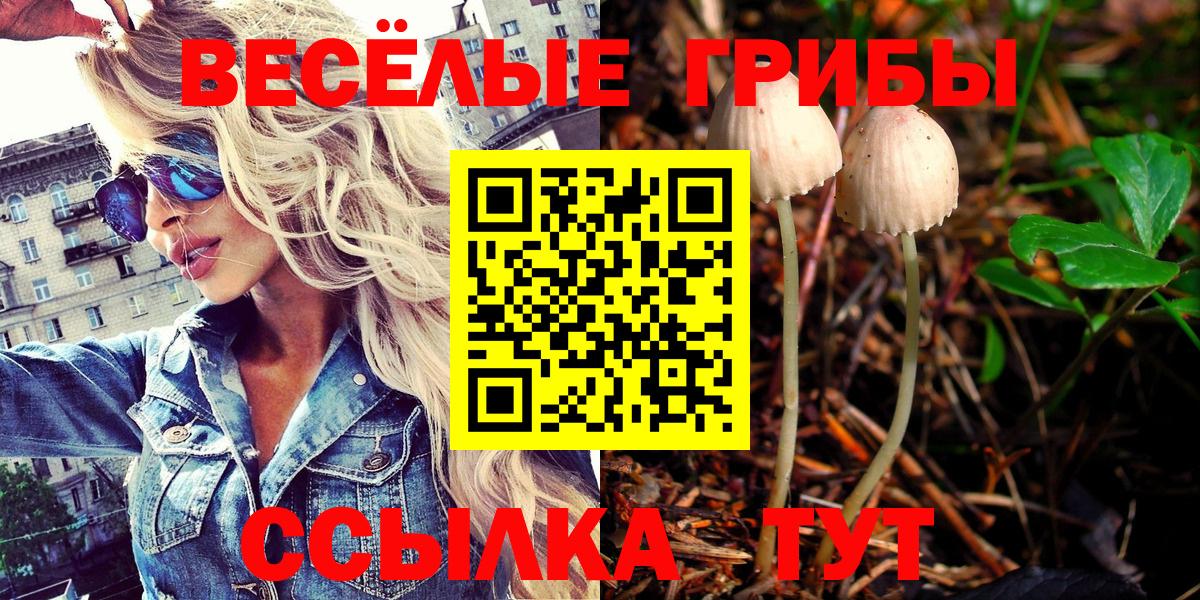 Псилоцибиновые грибы Psilocybe Элиста